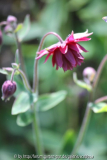 Aquilegia 'Ruby Port'