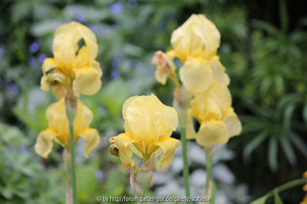 Iris unbekannt, April 2014