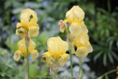 Iris unbekannt, April 2014