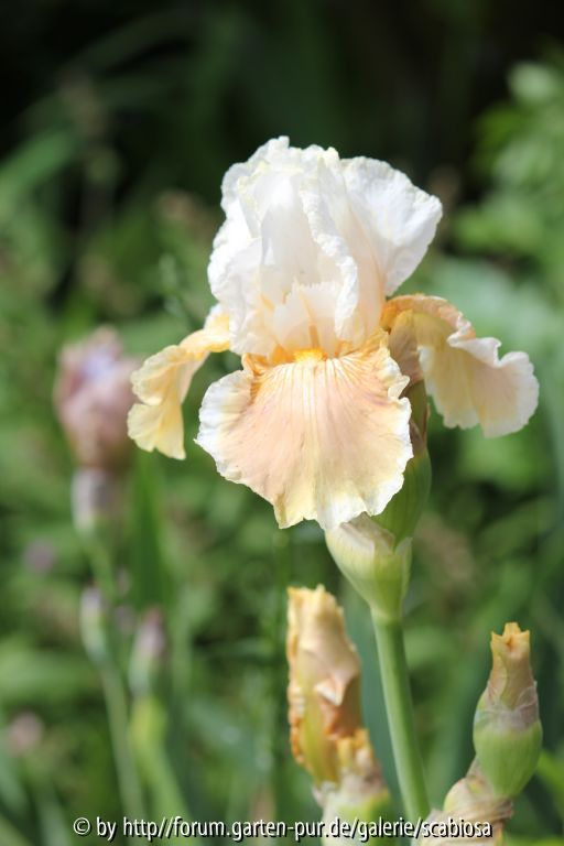 Tall bearded Iris, unbek. April 2014