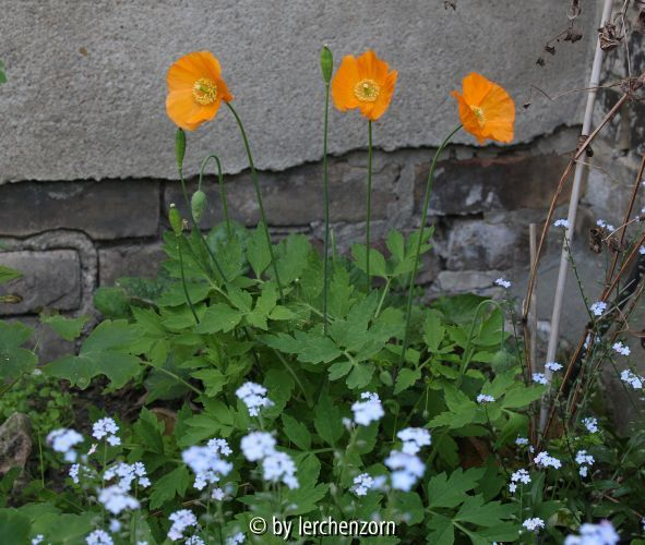 Meconopsis cambrica