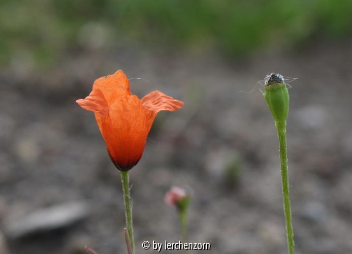 Papaver argemone