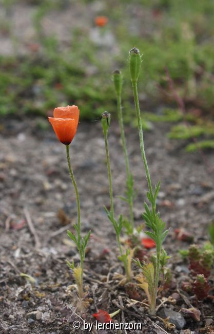 Papaver argemone