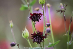 Aquilegia 'Black Barlow'