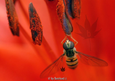 Schwebfliege an Taglilie