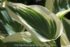 Hosta 'El Nino' Blatt