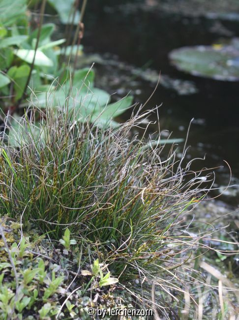 Carex pulicaris