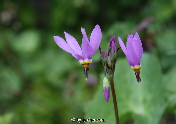 Dodecatheon meadia