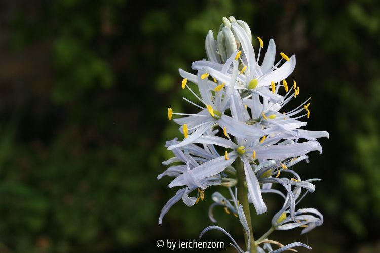 Camassia cusickii