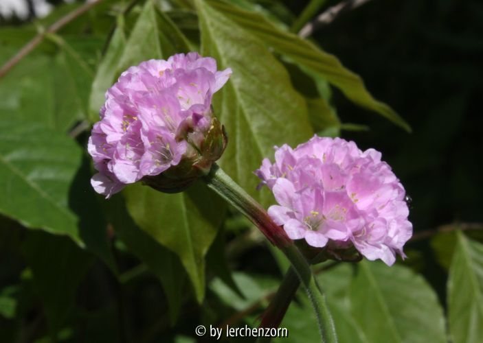 Armeria Findling, Hybride