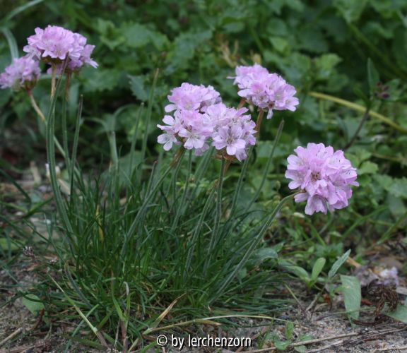 Armeria juniperifolia RÖSCHEN