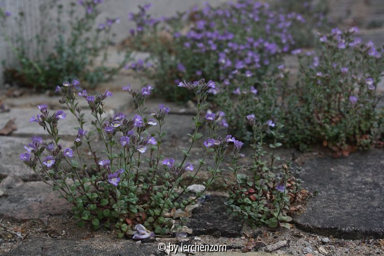 Chaenorrhinum origanifolium