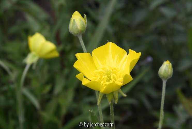 Ranunculus illyricus