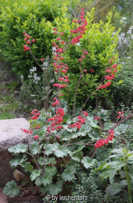 Heuchera sanguinea