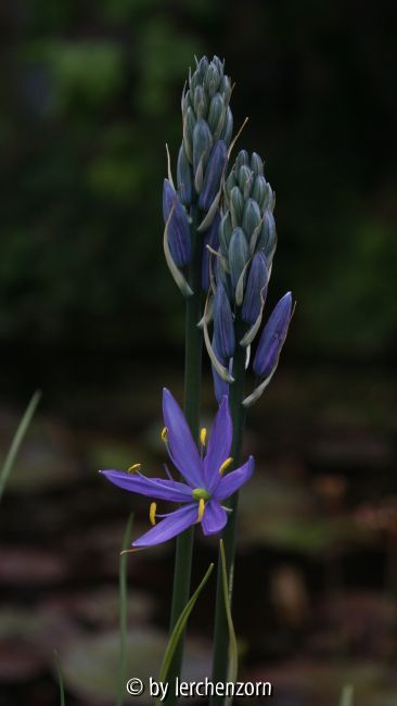 Camassia cf. quamash
