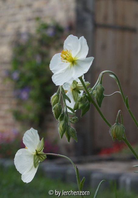Helianthemum appeninum