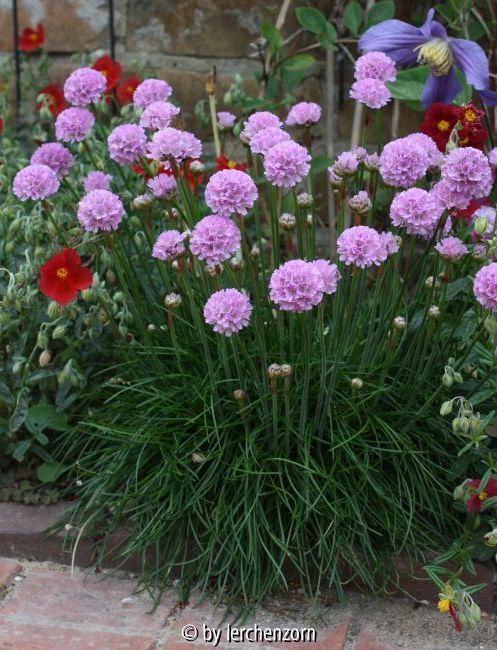 Armeria Findling, Hybride Nr. 2