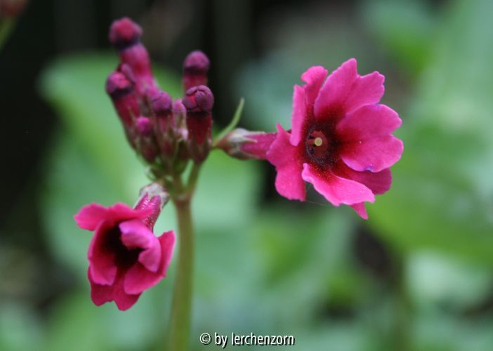 Primula japonica, Sämling