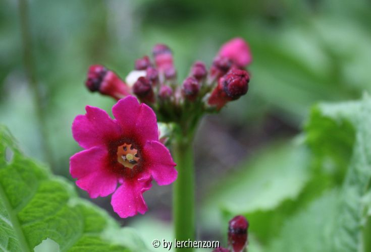 Primula japonica, Normalform