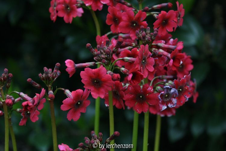 Primula japonica, MILLERS CRIMSON