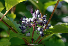 Cornus alba 'Sibirca' - farbenprächtige Früchte