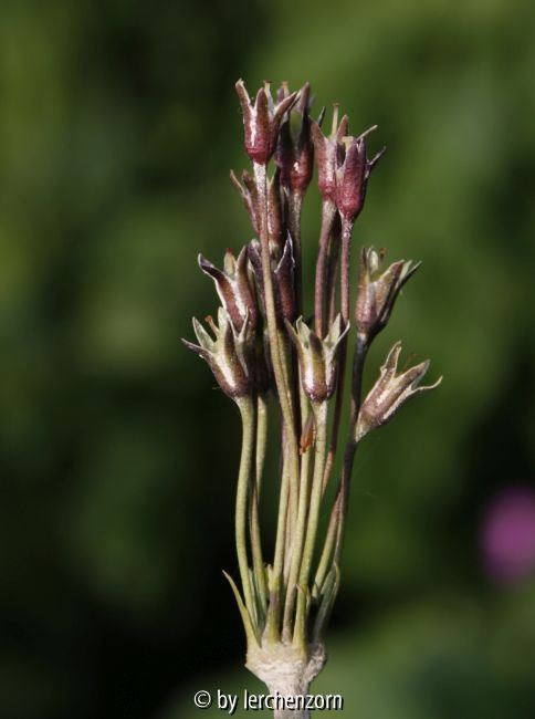 Primula secundiflora