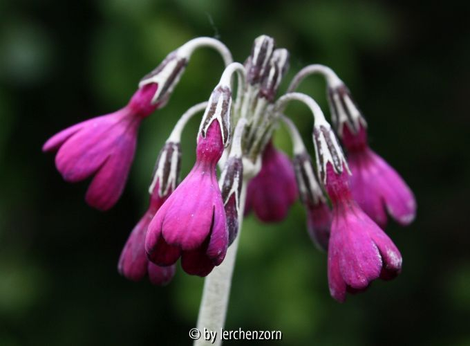 Primula secundiflora