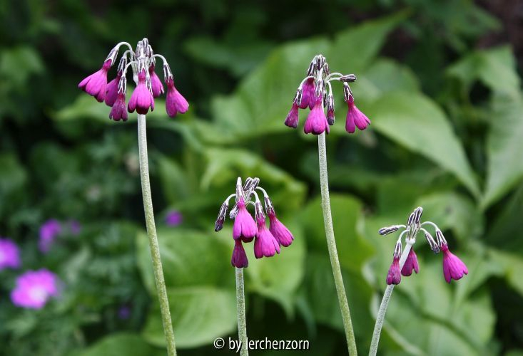Primula secundiflora