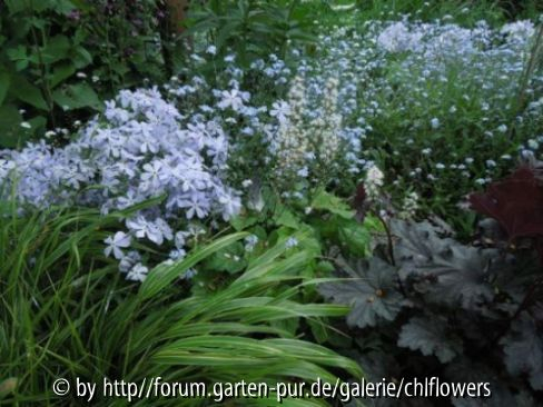 Phlox divaricata