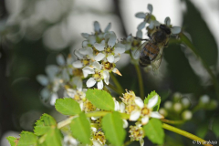 sorbus koehneana14