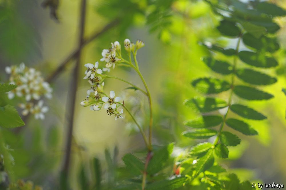 sorbus koehneana2 14