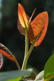 Salix magnifica