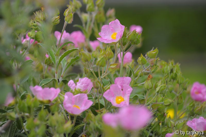 cistus parviflorus14