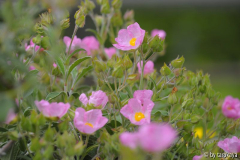 cistus parviflorus14
