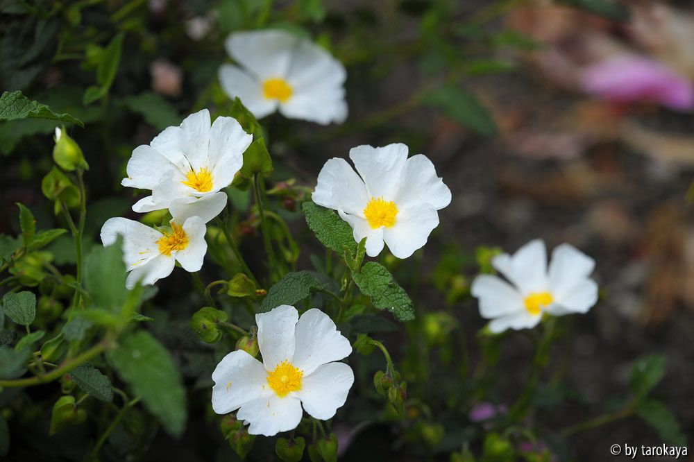 cistus salvifolius14