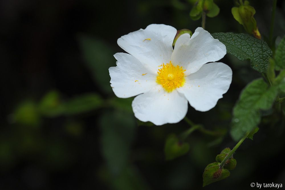 cistus salvifolius14 blüte