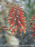 Aloe amudatensis