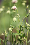 Aquilegia 'Nora Barlow'