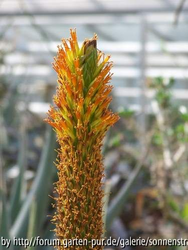 Aloe broomii