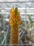 Aloe broomii