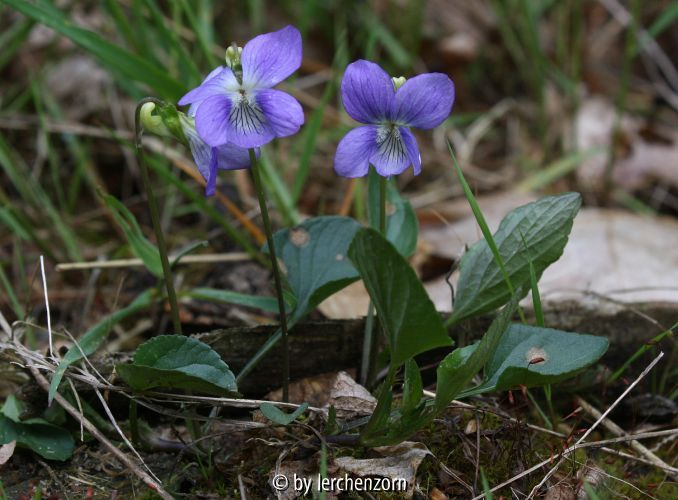 Viola canina