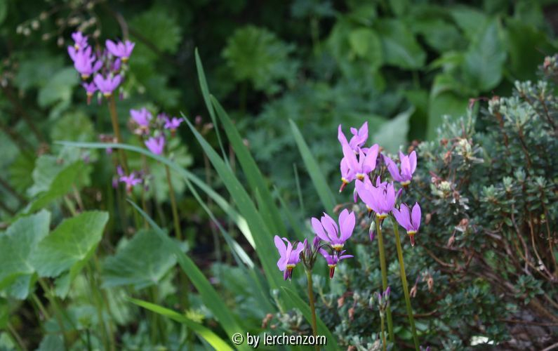 Dodecatheon meadia