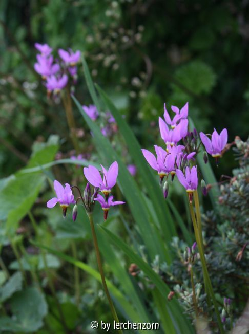 Dodecatheon meadia