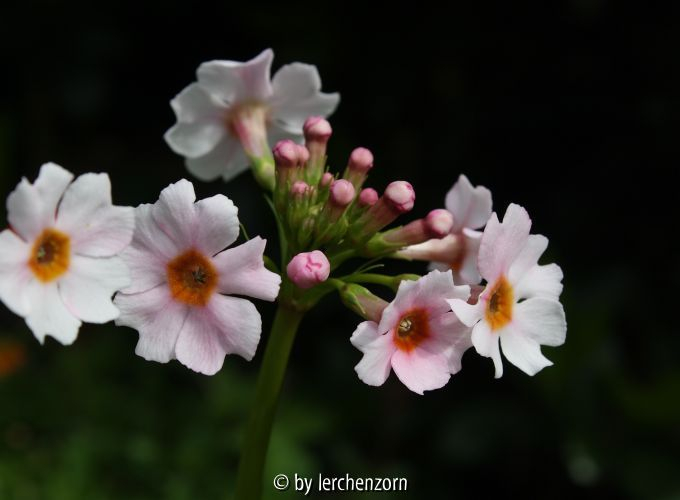 Primula japonica APPLE BLOSSOM