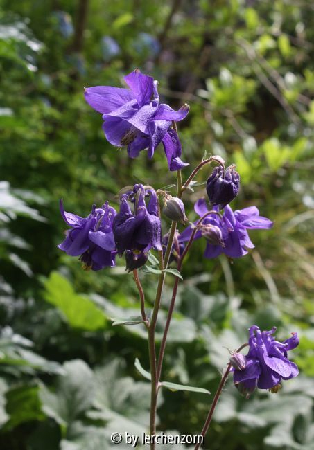 Aquilegia vulgaris