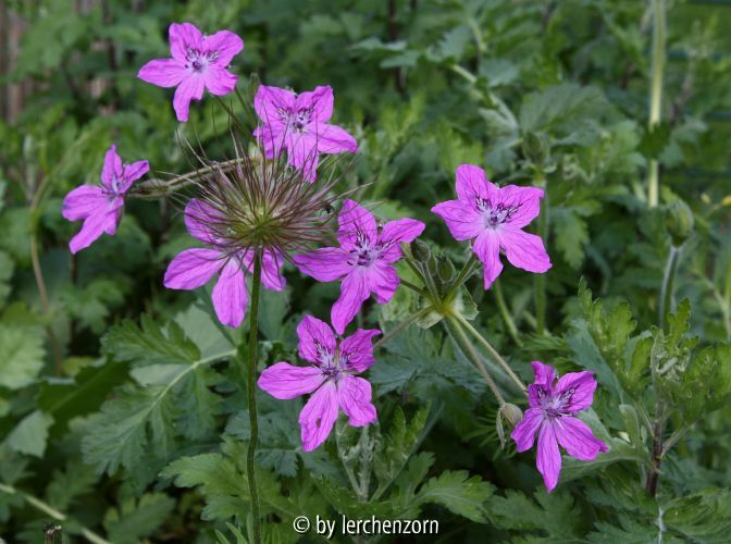 Erodium manescavii