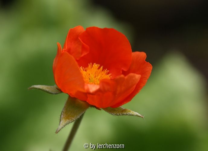 Geum coccineum