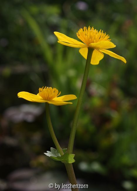Caltha palustris