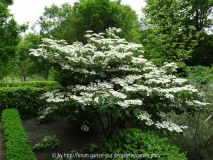 Viburnum plicataum Watanabe May 2014