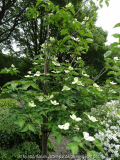 Cornus Venus Plant May 2014